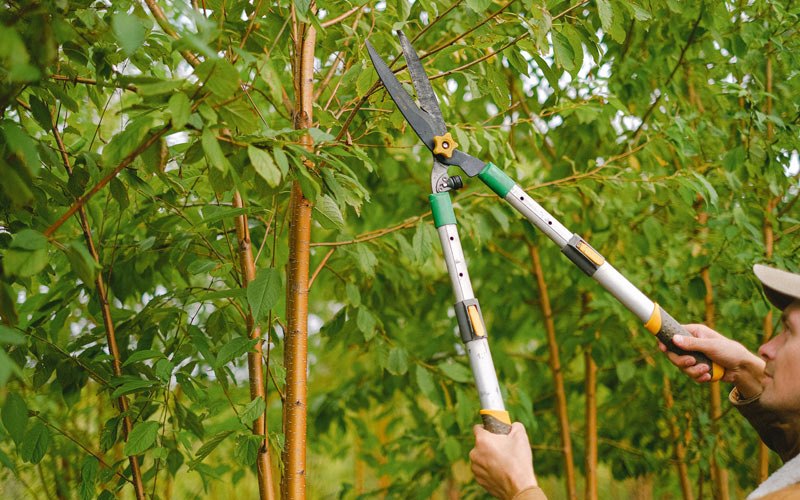 Tree trimming in Overland Park, KS